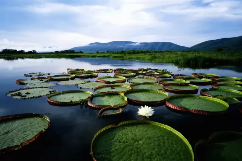 vegetacao-pantanal-1-1024x683