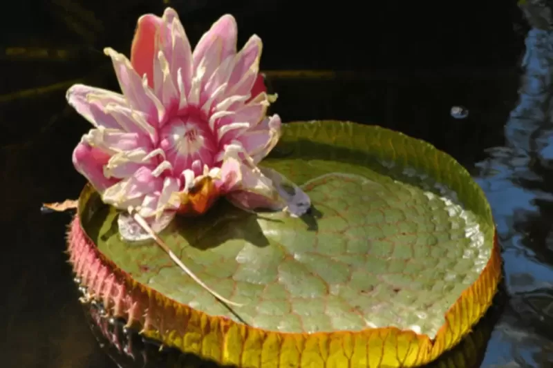 flora-no-pantanal-1024x683