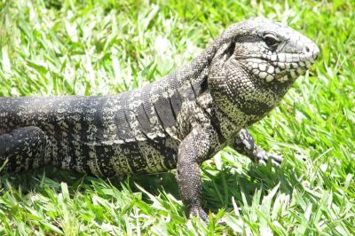 teiu-lagarto-1-1024x683