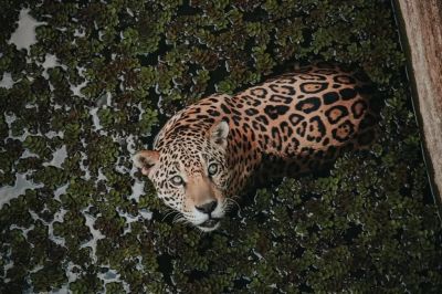 onca-pintada-1-1024x683