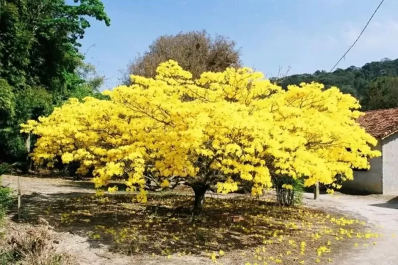 arvore-do-Cerrado-1-1024x683