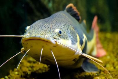 peixe-pirarara-1024x683