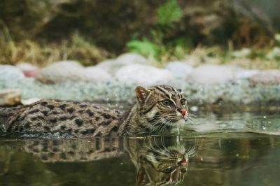 jaguatirica-1-1024x683