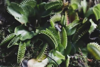 int-plantas-carnivoras-1024x683 (1)