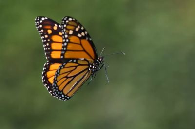 especies-de-borboletas-1024x683