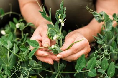 int-plantas-medicinais-3-1024x683