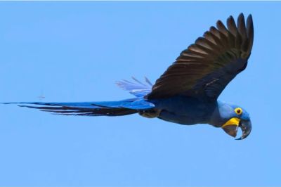 int1-aves-do-Pantanal-1024x683