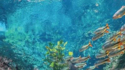 Bonito-ms-2-6-1024x576
