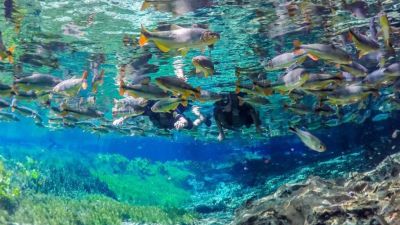 Bonito-MS-1-1024x576