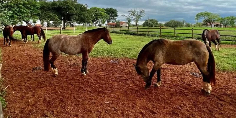 Cavalgada Rio da Prata
