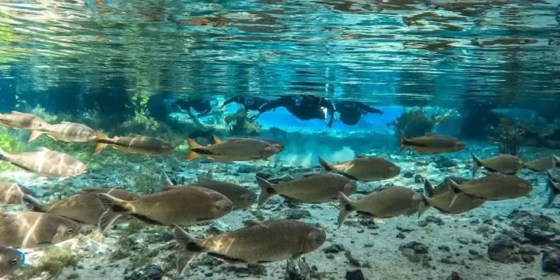 Nascente Azul – Flutuação