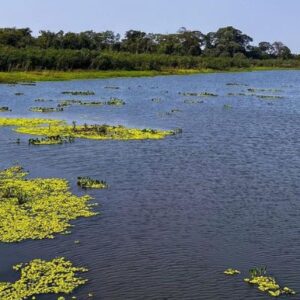 Fazenda San Francisco - Pantanal - Foto 3