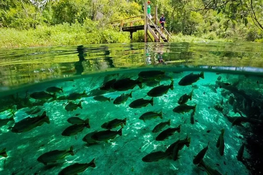 Foto subaquática e de superfície do Rio Sucuri, mostrando a clareza da água esmeralda, um cardume de peixes nadando, e uma passarela com pessoas ao fundo.