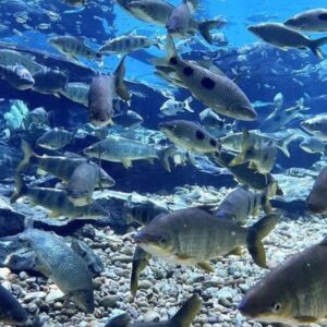 Rio da Prata - Flutuação - Foto 2