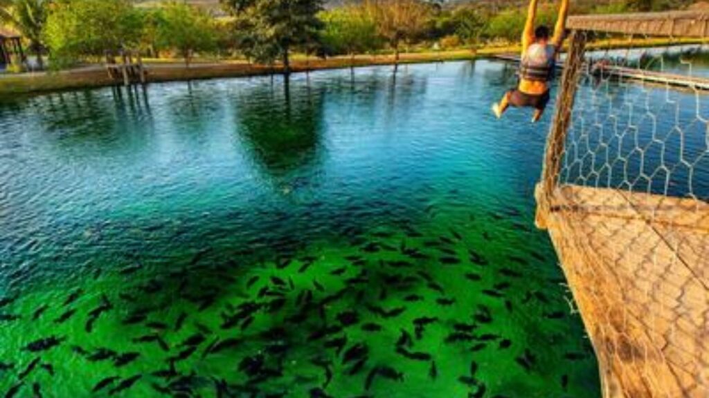 Bonito MS