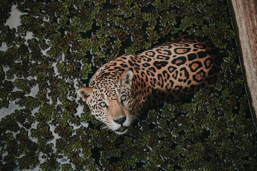 Uma onça-pintada submersa em águas turvas e cobertas por vegetação, olhando fixamente para a câmera.