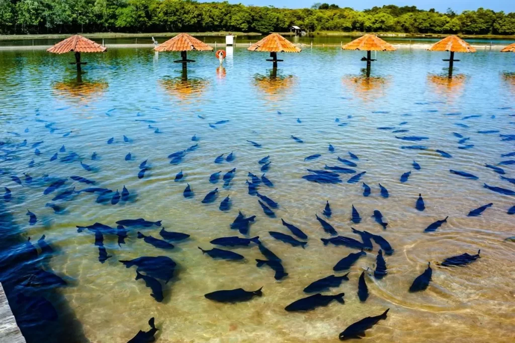 Quiosques com cobertura de telhas alaranjadas emergindo em águas cristalinas e rasas, onde nadam dezenas de peixes escuros, cercados por mata nativa