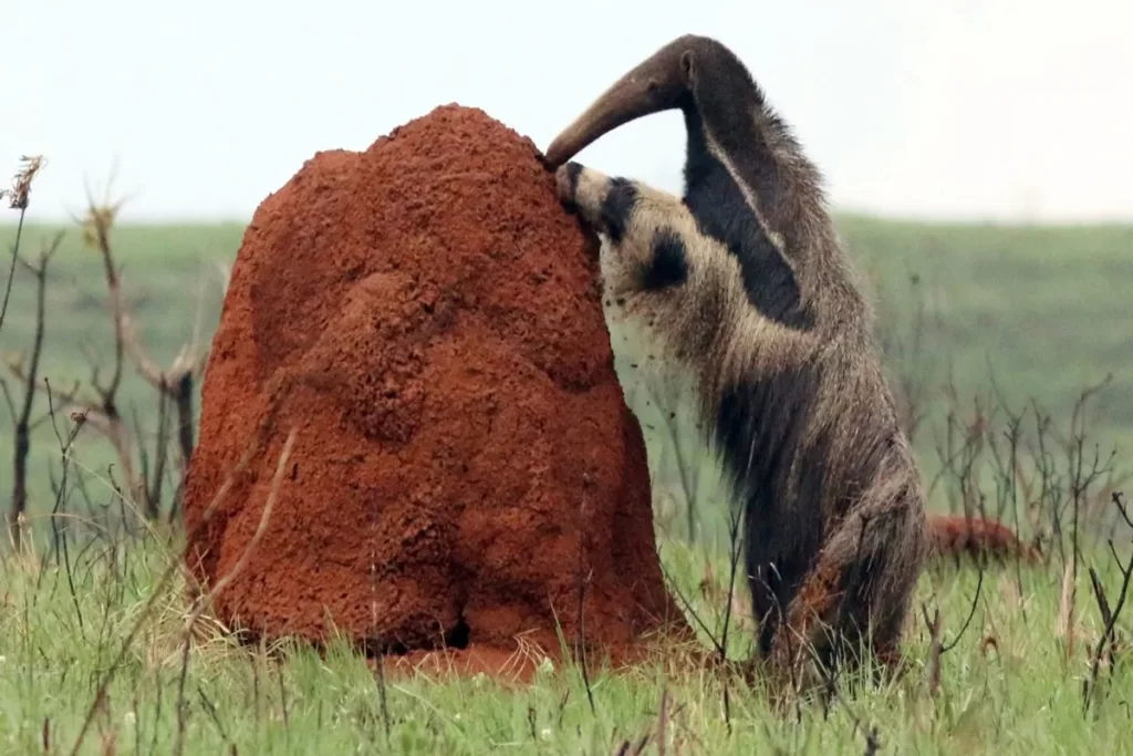 Tamanduá-bandeira se alimentando em cupinzeiro no Cerrado de Bonito MS.