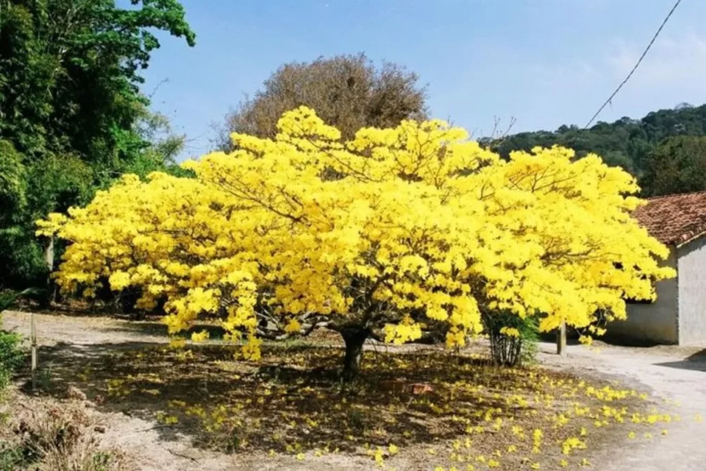 Árvore de ipê-amarelo em plena floração no Cerrado de Bonito MS.