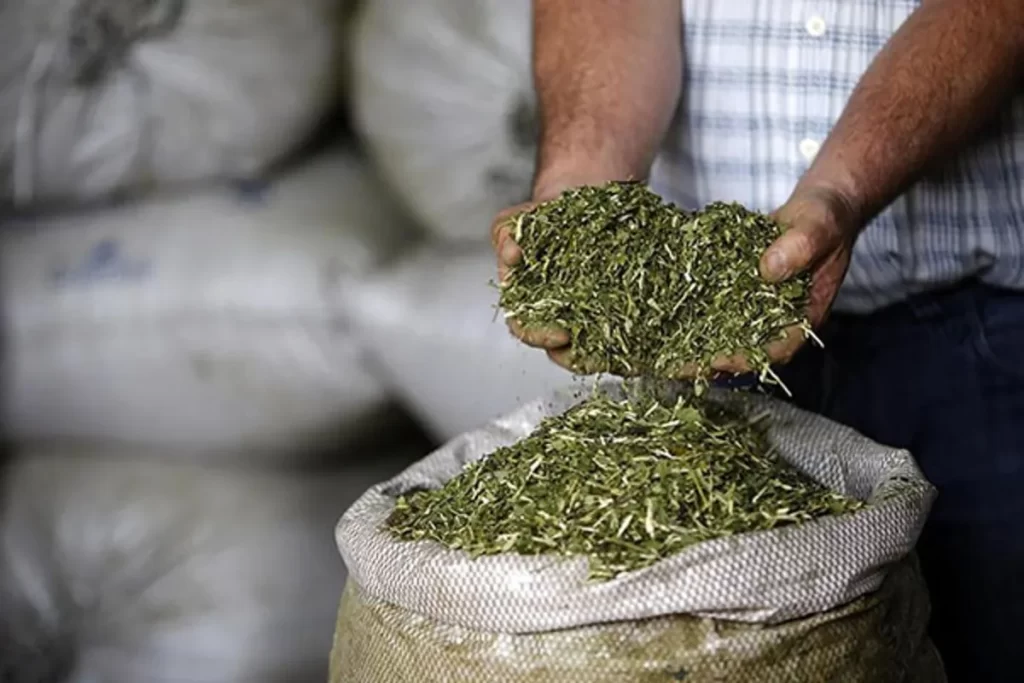 Produção de erva-mate colhida e armazenada em sacos em Bonito MS.