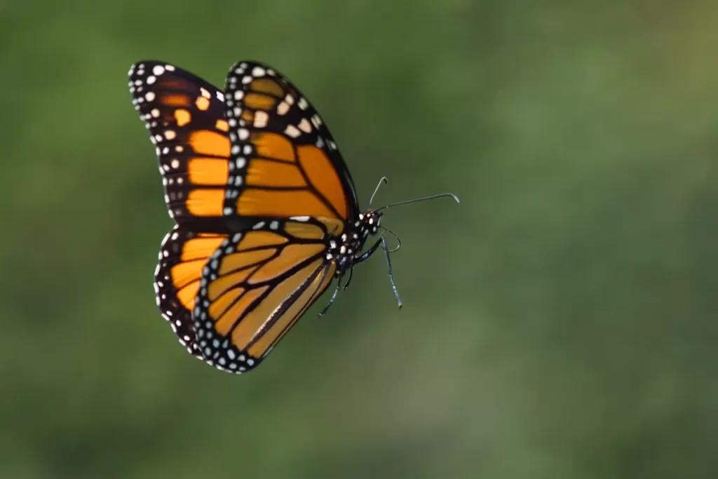 Borboleta Monarca com asas laranja e preta voando sobre fundo verde desfocado