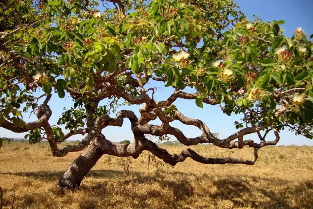 Árvore típica do cerrado com galhos retorcidos e folhas verde-escuras, destacando-se contra o céu azul e a vegetação seca.