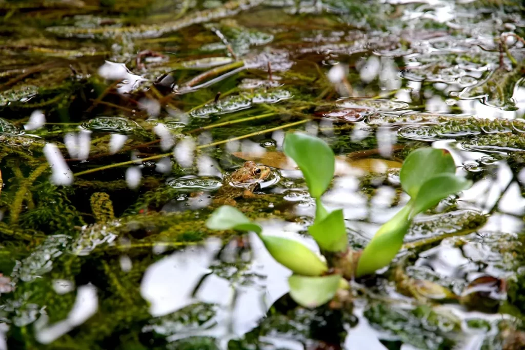Plantas aquáticas verdes submersas em um lago claro, com a luz do sol iluminando o fundo e criando um efeito suave