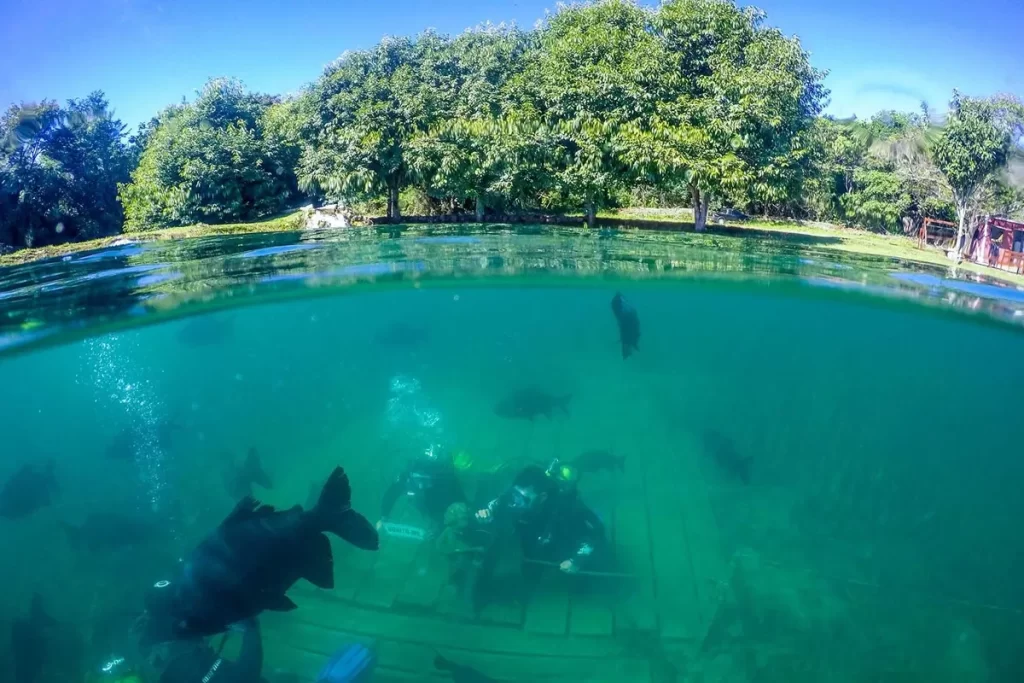 Turistas praticando mergulho com cilindro em rio de água cristalina cercado por mata nativa em Bonito, Mato Grosso do Sul.