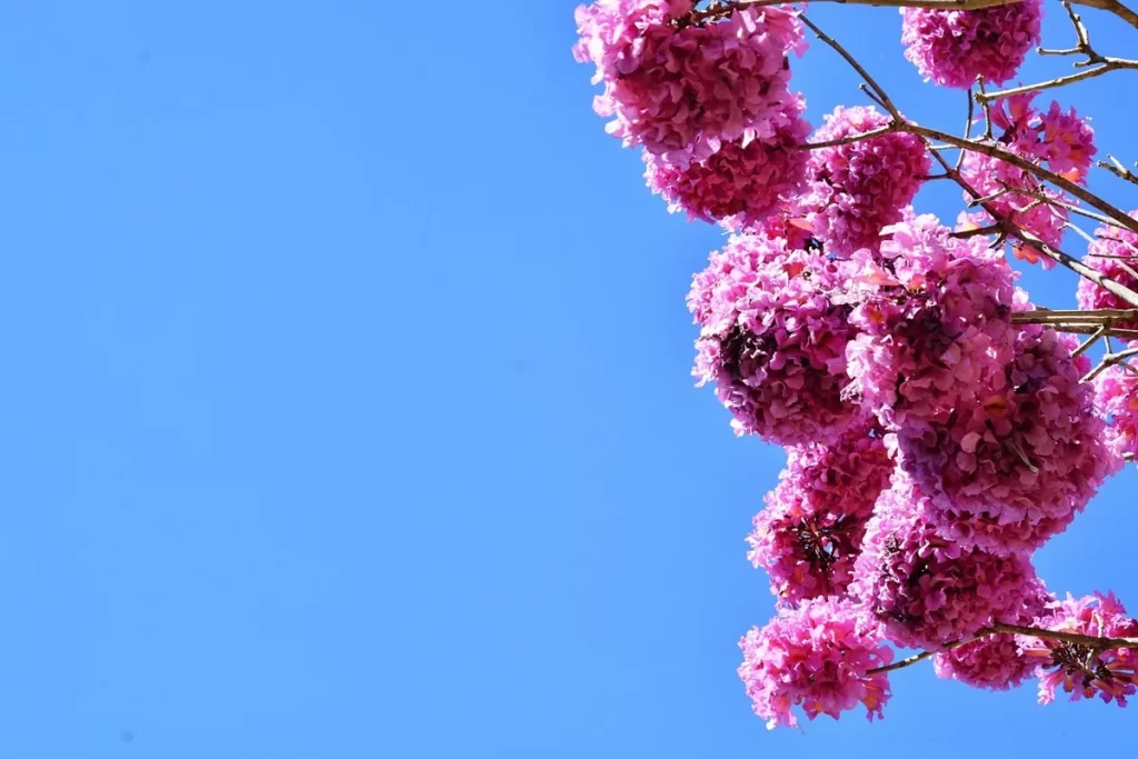 Ramos de ipê roxo com flores vibrantes em tons de rosa contra o céu azul claro