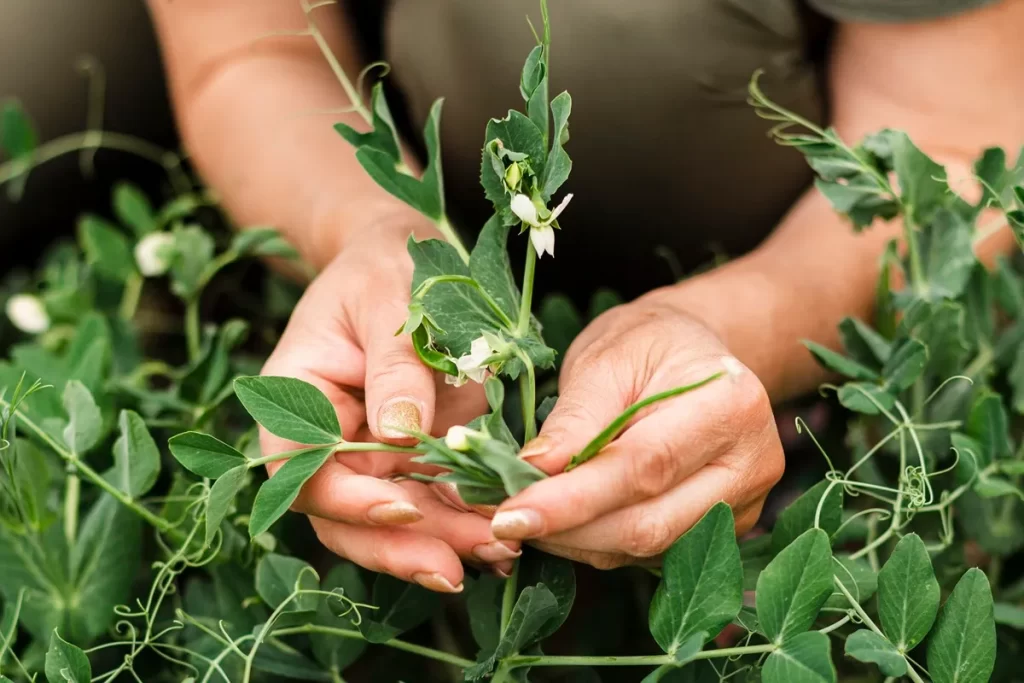 Pessoa colhendo ervas frescas de ervilha com flores brancas em um campo de plantas comestíveis.