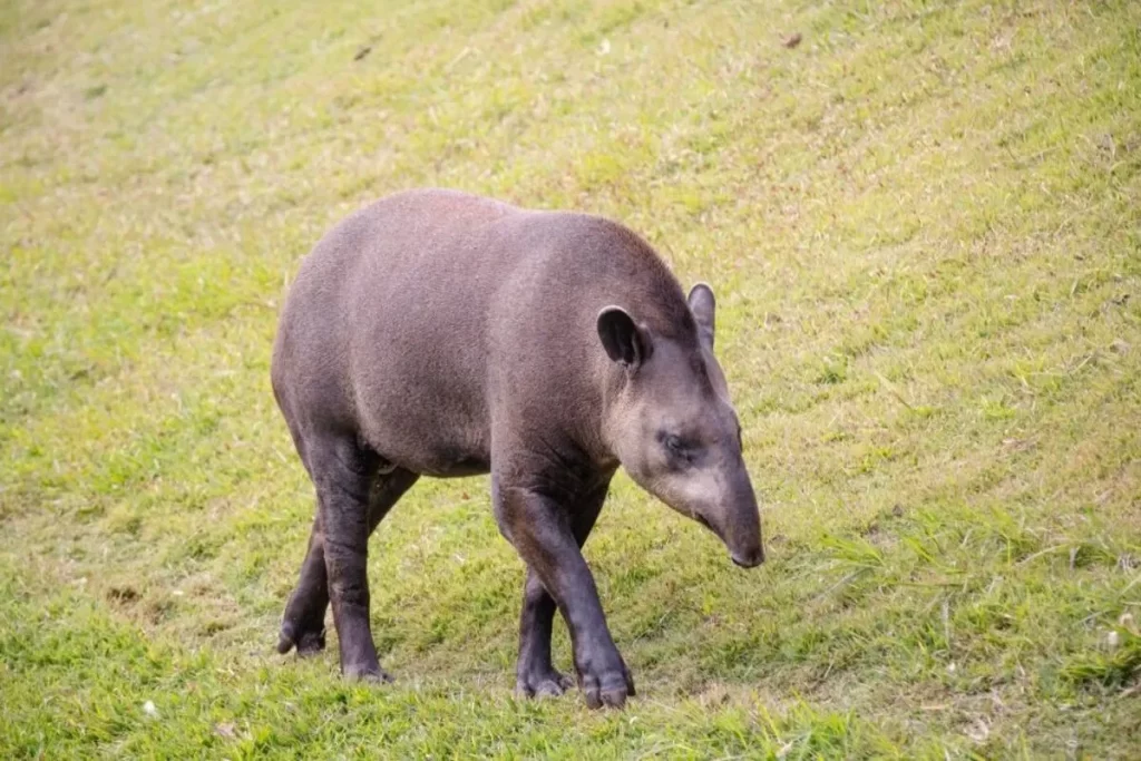 Anta brasileira (Tapirus terrestris) de pelagem marrom-acinzentada caminhando em uma área de grama verde.