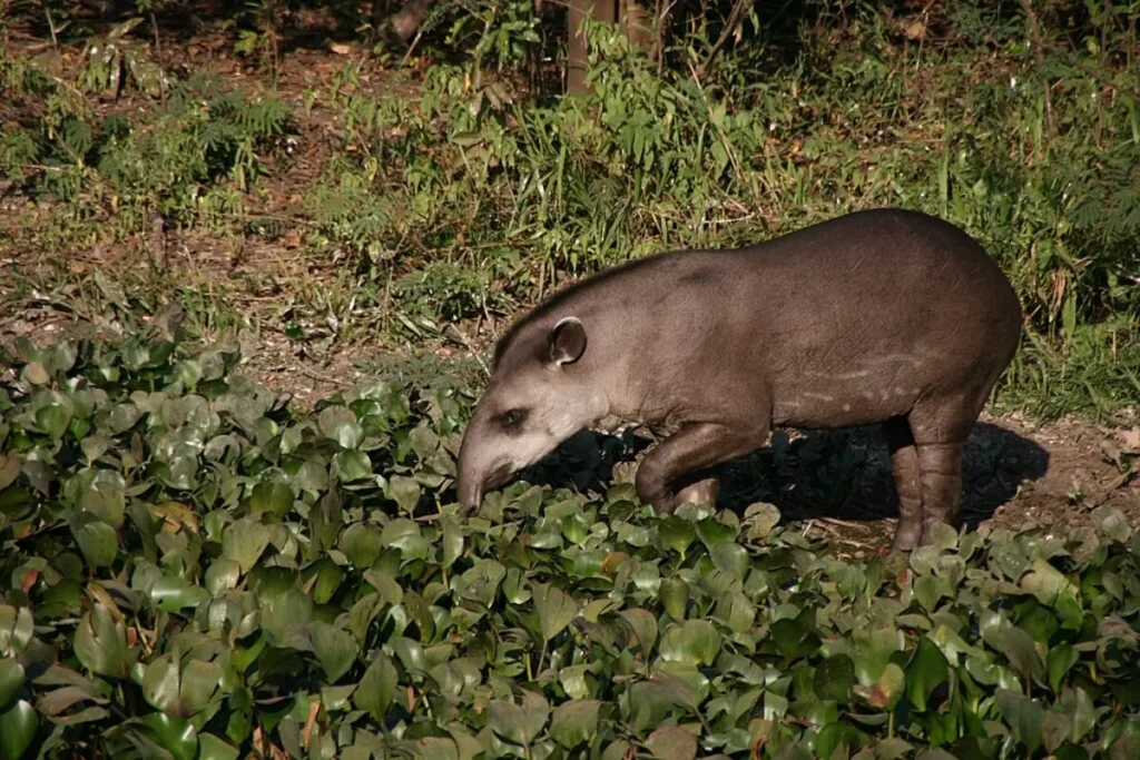 Anta brasileira marrom escura (Tapirus terrestris) com focinho alongado, alimentando-se de plantas aquáticas verdes em uma área de vegetação densa.