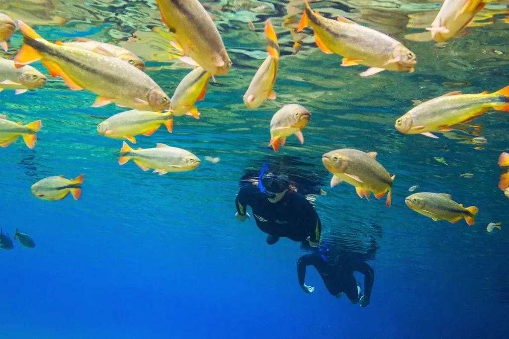Pessoas praticando mergulho com snorkel entre cardumes de peixes em rio de águas claras