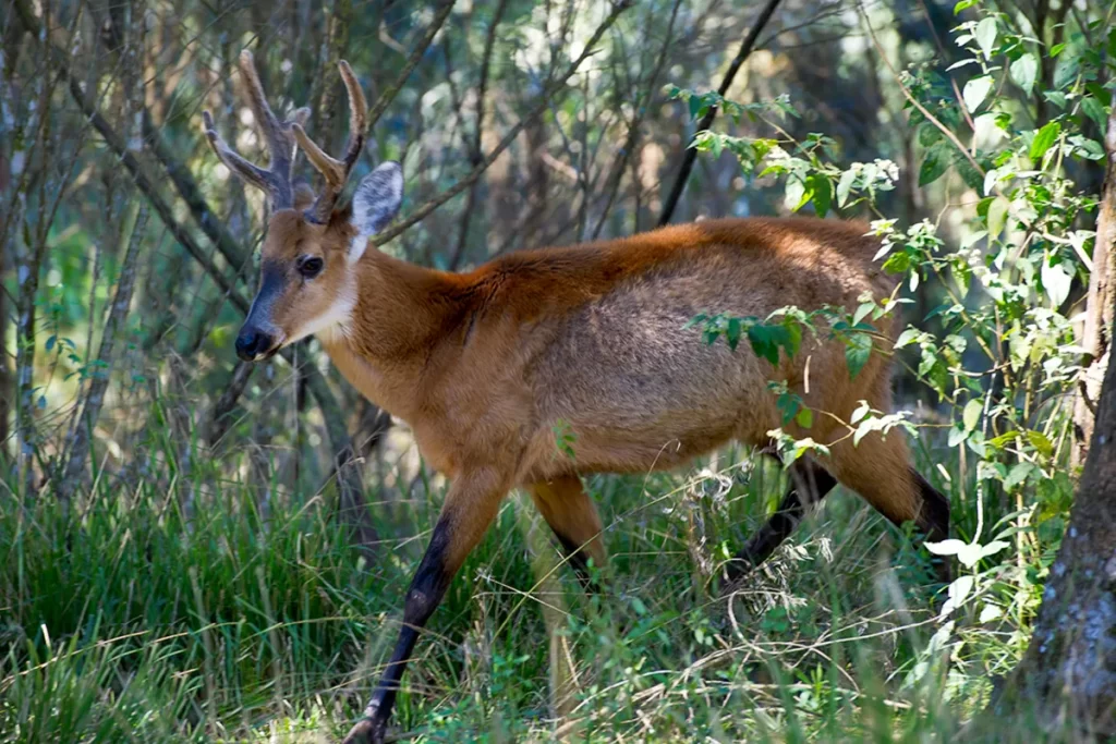 Cervo-do-pantanal macho com chifres ramificados caminhando entre a vegetação nativa em seu habitat natural no Pantanal brasileiro.
