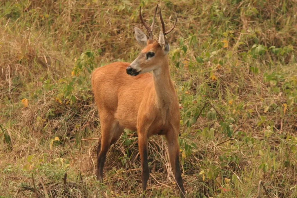 Cervo-do-pantanal em meio à vegetação do cerrado brasileiro.