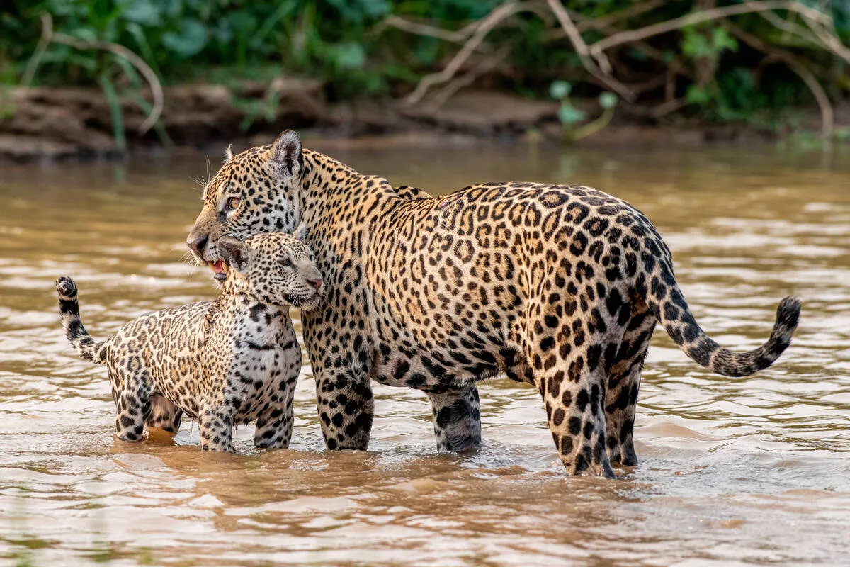 Onça-pintada com filhote caminhando em rio raso no Pantanal