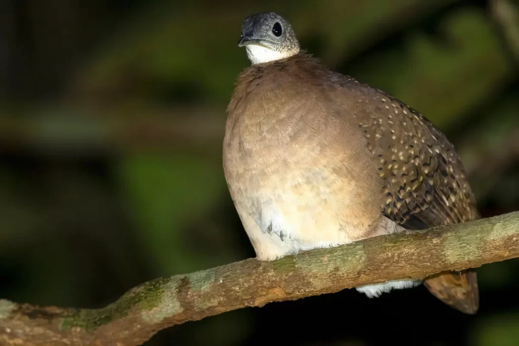 Inhambu-anhangá, ave de plumagem marrom com padrões pontilhados e cabeça escura, empoleirada em um galho de árvore em ambiente de floresta densa e escura.