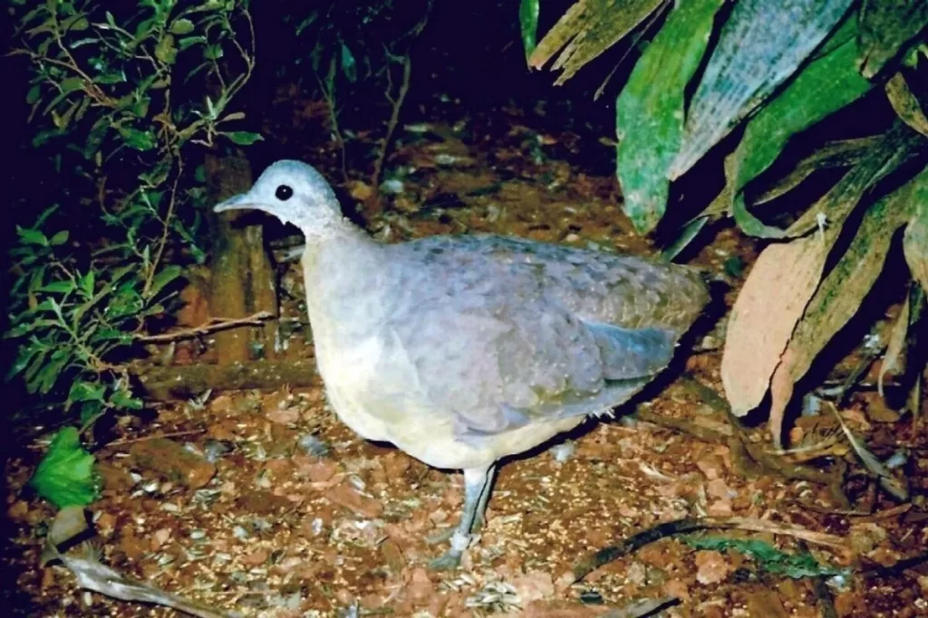 Inhambu-chororó ou Tinhambu de bico curto, ave de plumagem acinzentada com barriga clara, em pé em solo de floresta com folhagem seca e vegetação verde ao redor.