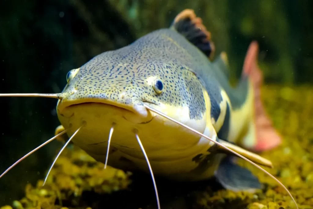 Peixe pirarara com barbilhos longos nadando em rio de água doce