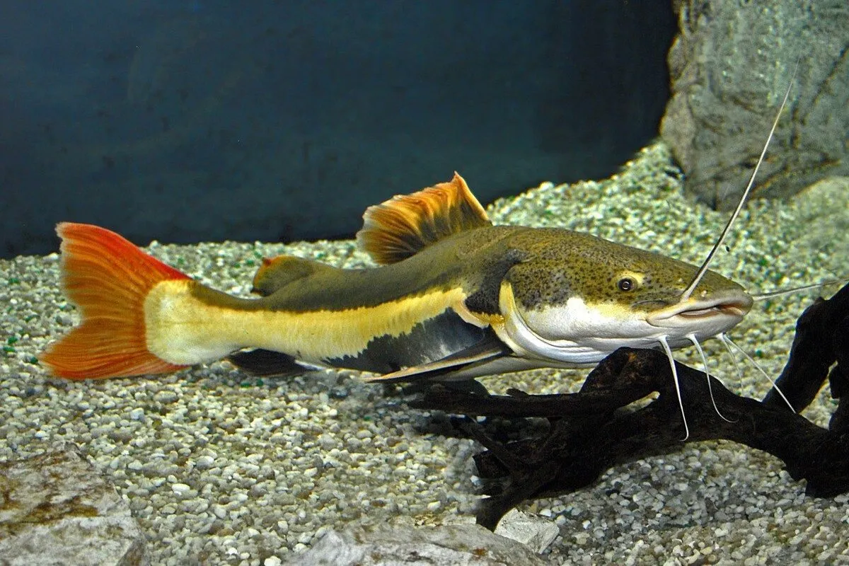 Peixe pirarara nadando em aquário com fundo de cascalho e tronco submerso