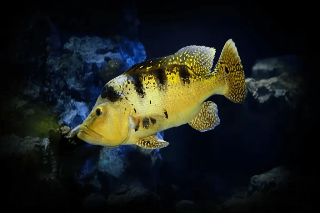 Peixe tucunaré amarelo com manchas pretas nadando em aquário com fundo escuro e rochas