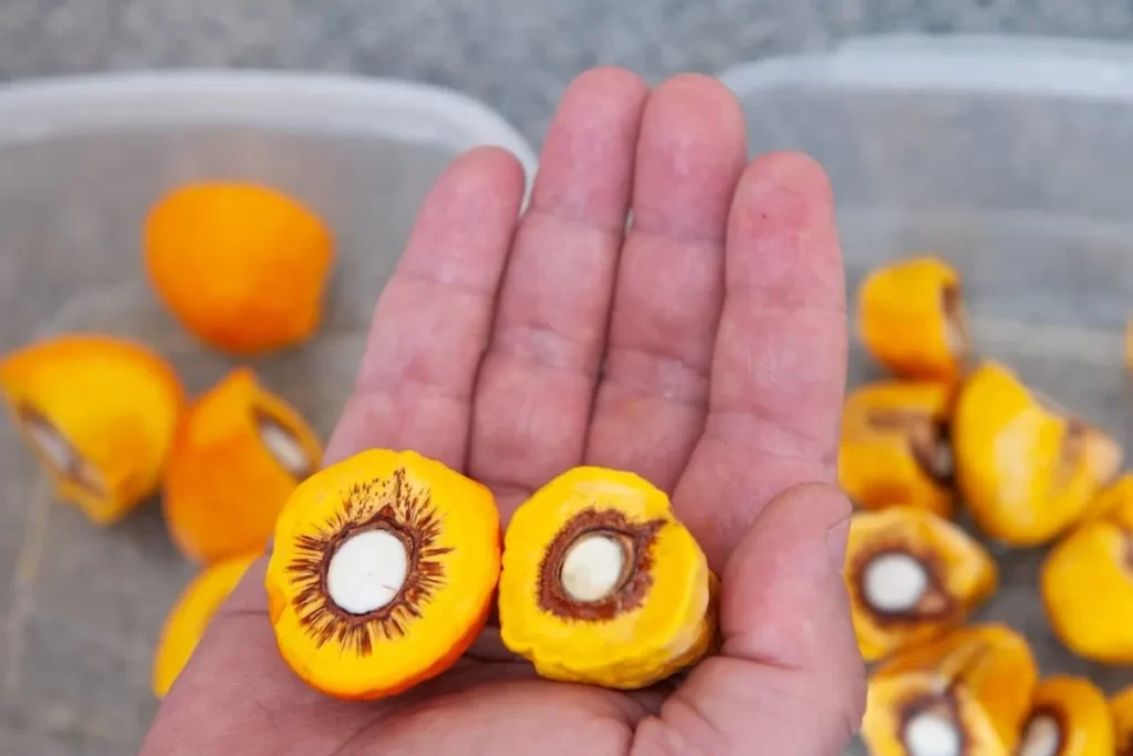 Uma mão segurando duas metades de pequi, mostrando a polpa amarela e o caroço, com outros pequis desfocados ao fundo.
