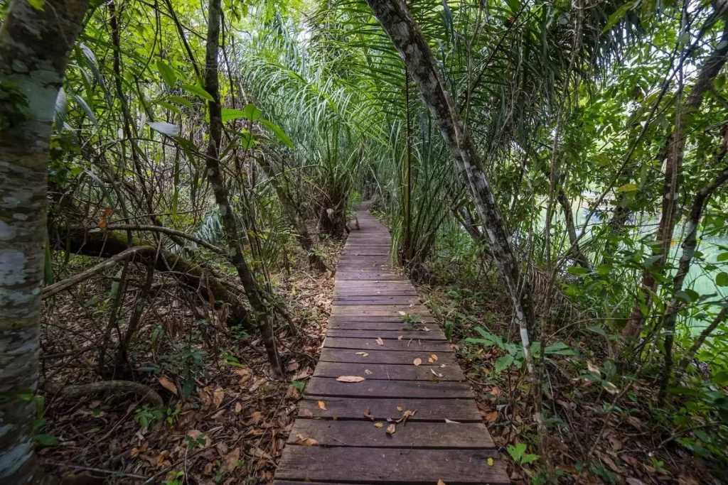 Trilha de madeira estreita e rústica serpenteando por uma densa floresta tropical verde, com árvores altas e vegetação exuberante ao redor e um vislumbre de água à direita.