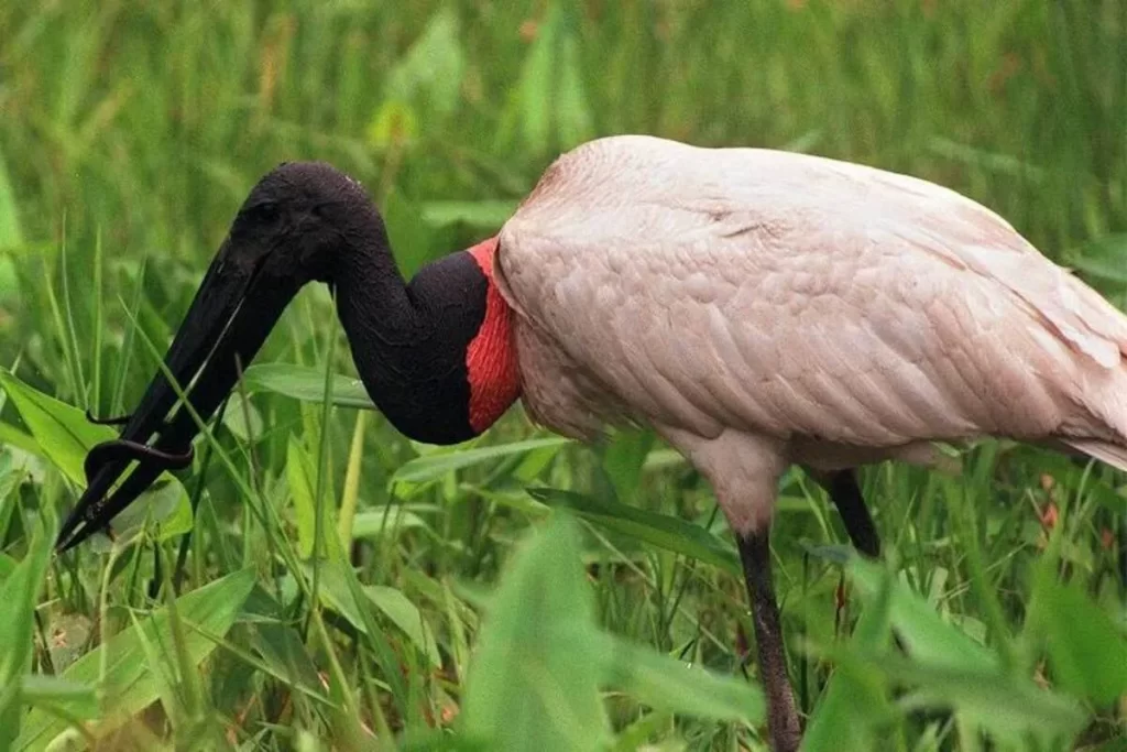 Um Tuiuiú (Jabiru) de perto, com o corpo branco, pescoço vermelho e cabeça preta, segurando uma enguia escura no bico em meio à vegetação verde.
