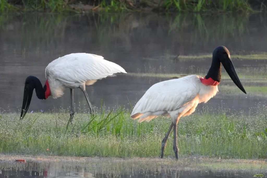 Dois Tuiuiús (Jabirus) brancos com pescoço vermelho e cabeça preta, caminhando em águas rasas com grama, refletindo na superfície.