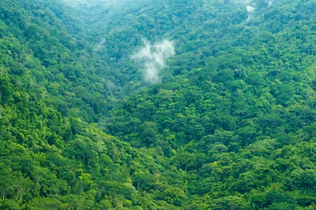 esta tropical densa e verde com neblina em vale, representando áreas de proteção ambiental.

