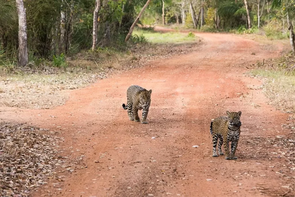 Duas onças-pintadas caminhando em estrada de terra no Cerrado, destacando a fauna e flora do bioma brasileiro.