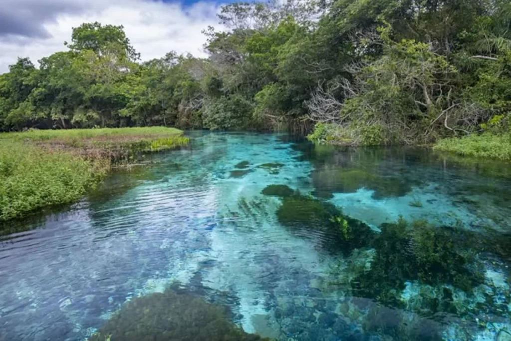 Rio de águas incrivelmente transparentes no Cerrado, revelando a beleza da flora subaquática e a riqueza do ecossistema.