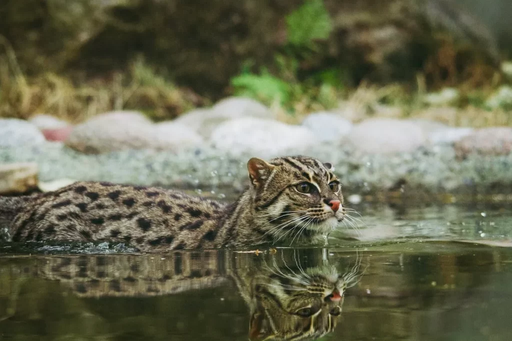 Jaguatirica nadando em um lago ou rio, com a cabeça fora da água e o reflexo visível na superfície, demonstrando sua habilidade aquática.