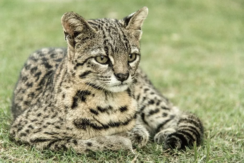 Jaguatirica jovem deitada na grama verde, olhando para a direita com seus olhos atentos e pelagem manchada característica.